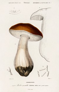 Penny bun (Boletus edulis) illustrated by <a href="https://www.rawpixel.com/search/Charles%20Dessalines%20D%27%20Orbigny?sort=curated&amp;page=1">Charles Dessalines D&#39; Orbigny</a> (1806-1876). Digitally enhanced from our own 1892 edition of Dictionnaire Universel D&#39;histoire Naturelle.