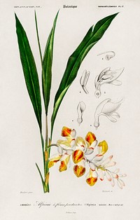 Dwarf cardamom (Alpinia nutans) illustrated by <a href="https://www.rawpixel.com/search/Charles%20Dessalines%20D%27%20Orbigny?sort=curated&amp;page=1">Charles Dessalines D&#39; Orbigny</a> (1806-1876). Digitally enhanced from our own 1892 edition of Dictionnaire Universel D&#39;histoire Naturelle.