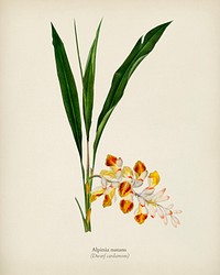Dwarf cardamom (Alpinia nutans) illustrated by Charles Dessalines D' Orbigny (1806-1876). Digitally enhanced from our own 1892 edition of Dictionnaire Universel D'histoire Naturelle.
