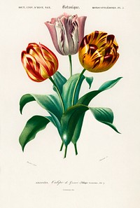 Didier&#39;s tulip (Tulipa gesneriana) illustrated by <a href="https://www.rawpixel.com/search/Charles%20Dessalines%20D%27%20Orbigny?sort=curated&amp;page=1">Charles Dessalines D&#39; Orbigny</a> (1806-1876). Digitally enhanced from our own 1892 edition of Dictionnaire Universel D&#39;histoire Naturelle.