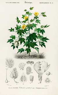 Sea Island cotton (gossypium vitifolium) illustrated by <a href="https://www.rawpixel.com/search/Charles%20Dessalines%20D%27%20Orbigny?sort=curated&amp;page=1">Charles Dessalines D&#39; Orbigny</a> (1806-1876). Digitally enhanced from our own 1892 edition of Dictionnaire Universel D&#39;histoire Naturelle.