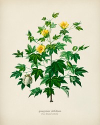 Sea Island cotton (gossypium vitifolium) illustrated by <a href="https://www.rawpixel.com/search/Charles%20Dessalines%20D%27%20Orbigny?&amp;page=1">Charles Dessalines D&#39; Orbigny </a>(1806-1876). Digitally enhanced from our own 1892 edition of Dictionnaire Universel D&#39;histoire Naturelle.