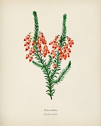 Erica ardens illustrated by Charles Dessalines D' Orbigny (1806-1876). Digitally enhanced from our own 1892 edition of Dictionnaire Universel D'histoire Naturelle.