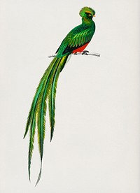 Pavonine quetzal (Pharomachrus pavoninus) illustrated by <a href="https://www.rawpixel.com/search/Charles%20Dessalines%20D%27%20Orbigny?&amp;page=1">Charles Dessalines D&#39; Orbigny</a> (1806-1876). Digitally enhanced from our own 1892 edition of Dictionnaire Universel D&#39;histoire Naturelle.