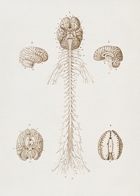 Human&rsquo;s Brain illustrated by Charles Dessalines D' Orbigny (1806-1876). Digitally enhanced from our own 1892 edition of Dictionnaire Universel D'histoire Naturelle.