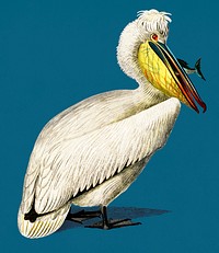 Vintage Illustration of Pelican.