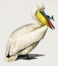 Pelican (Pelecanus) illustrated by Charles Dessalines D' Orbigny (1806-1876). Digitally enhanced from our own 1892 edition of Dictionnaire Universel D'histoire Naturelle.