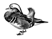 Vintage illustrations of Mandarin duck illustrated by Charles Dessalines D&#39; Orbigny (1806-1876). Digitally enhanced from our own 1892 edition of Dictionnaire Universel D&#39;histoire Naturelle.