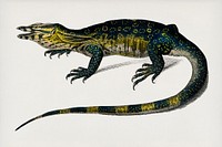 Water monitor (Varanus) illustrated by <a href="https://www.rawpixel.com/search/Charles%20Dessalines%20D%27%20Orbigny?&amp;page=1">Charles Dessalines D&#39; Orbigny</a> (1806-1876). Digitally enhanced from our own 1892 edition of Dictionnaire Universel D&#39;histoire Naturelle.