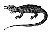 Vintage illustrations of Water monitor
