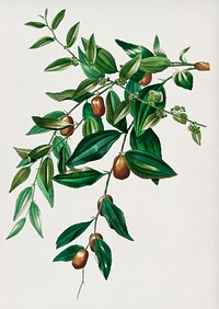 Jujube red date (Ziziphus vulgaris) illustrated by<a href="https://www.rawpixel.com/search/Charles%20Dessalines%20D%27%20Orbigny?&amp;page=1"> Charles Dessalines D&#39; Orbigny</a> (1806-1876). Digitally enhanced from our own 1892 edition of Dictionnaire Universel D&#39;histoire Naturelle.
