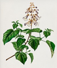 Empress tree (Paulownia imperialis) illustrated by <a href="https://www.rawpixel.com/search/Charles%20Dessalines%20D%27%20Orbigny?&amp;page=1">Charles Dessalines D&#39; Orbigny</a> (1806-1876). Digitally enhanced from our own 1892 edition of Dictionnaire Universel D&#39;histoire Naturelle.