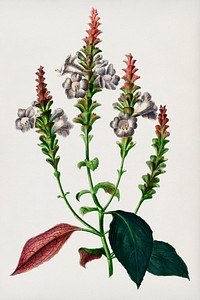 Strobilanthes sabiniana illustrated by <a href="https://www.rawpixel.com/search/Charles%20Dessalines%20D%27%20Orbigny?&amp;page=1">Charles Dessalines D&#39; Orbigny</a> (1806-1876). Digitally enhanced from our own 1892 edition of Dictionnaire Universel D&#39;histoire Naturelle.