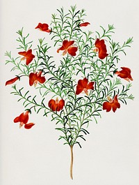 Red leschenaultia (Lechenaultia formosa) illustrated by <a href="https://www.rawpixel.com/search/Charles%20Dessalines%20D%27%20Orbigny?&amp;page=1">Charles Dessalines D&#39; Orbigny</a> (1806-1876). Digitally enhanced from our own 1892 edition of Dictionnaire Universel D&#39;histoire Naturelle.
