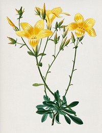 Yellow flax (Linum glandulosum) illustrated by Charles Dessalines D' Orbigny (1806-1876). Digitally enhanced from our own 1892 edition of Dictionnaire Universel D'histoire Naturelle.