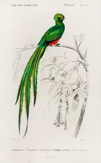 Pavonine quetzal (Pharomachrus pavoninus) illustrated by <a href="https://www.rawpixel.com/search/Charles%20Dessalines%20D%27%20Orbigny?sort=curated&amp;page=1">Charles Dessalines D&#39; Orbigny</a> (1806-1876). Digitally enhanced from our own 1892 edition of Dictionnaire Universel D&#39;histoire Naturelle.
