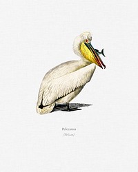 Pelican (Pelecanus) illustrated by <a href="https://www.rawpixel.com/search/Charles%20Dessalines%20D%27%20Orbigny?&amp;page=1">Charles Dessalines D&#39; Orbigny</a> (1806-1876). Digitally enhanced from our own 1892 edition of Dictionnaire Universel D&#39;histoire Naturelle.
