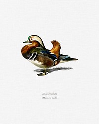 Mandarin duck (Aix galericulata) illustrated by <a href="https://www.rawpixel.com/search/Charles%20Dessalines%20D%27%20Orbigny?&amp;page=1">Charles Dessalines D&#39; Orbigny</a> (1806-1876). Digitally enhanced from our own 1892 edition of Dictionnaire Universel D&#39;histoire Naturelle.
