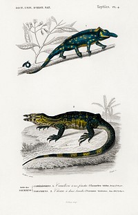 Two-horned chameleon (Furcifer bifidus) illustrated by <a href="https://www.rawpixel.com/search/Charles%20Dessalines%20D%27%20Orbigny?sort=curated&amp;page=1">Charles Dessalines D&#39; Orbigny</a> (1806-1876). Digitally enhanced from our own 1892 edition of Dictionnaire Universel D&#39;histoire Naturelle.