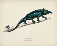 Two-horned chameleon (Furcifer bifidus) illustrated by Charles Dessalines D' Orbigny (1806-1876). Digitally enhanced from our own 1892 edition of Dictionnaire Universel D'histoire Naturelle.