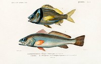 Porkfish (Pristipoma virginianum) and Shade-fish (Sciaena aquila) illustrated by <a href="https://www.rawpixel.com/search/Charles%20Dessalines%20D%27%20Orbigny?sort=curated&amp;page=1">Charles Dessalines D&#39; Orbigny</a> (1806-1876). Digitally enhanced from our own 1892 edition of Dictionnaire Universel D&#39;histoire Naturelle.