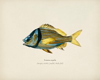 Porkfish (Pristipoma virginianum) illustrated by <a href="https://www.rawpixel.com/search/Charles%20Dessalines%20D%27%20Orbigny?&amp;page=1">Charles Dessalines D&#39; Orbigny </a>(1806-1876). Digitally enhanced from our own 1892 edition of Dictionnaire Universel D&#39;histoire Naturelle.