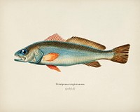 Shade-fish (Sciaena aquila) illustrated by <a href="https://www.rawpixel.com/search/Charles%20Dessalines%20D%27%20Orbigny?&amp;page=1">Charles Dessalines D&#39; Orbigny</a> (1806-1876). Digitally enhanced from our own 1892 edition of Dictionnaire Universel D&#39;histoire Naturelle.