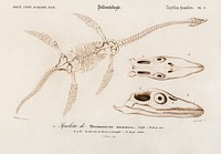 Plesiosaurus illustrated by <a href="https://www.rawpixel.com/search/Charles%20Dessalines%20D%27%20Orbigny?sort=curated&amp;page=1">Charles Dessalines D&#39; Orbigny</a> (1806-1876). Digitally enhanced from our own 1892 edition of Dictionnaire Universel D&#39;histoire Naturelle.