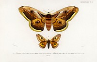 Emporor moths illustrated by <a href="https://www.rawpixel.com/search/Charles%20Dessalines%20D%27%20Orbigny?sort=curated&amp;page=1">Charles Dessalines D&#39; Orbigny</a> (1806-1876). Digitally enhanced from our own 1892 edition of Dictionnaire Universel D&#39;histoire Naturelle.
