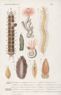 Different types of marine life illustrated by <a href="https://www.rawpixel.com/search/Charles%20Dessalines%20D%27%20Orbigny?sort=curated&amp;page=1">Charles Dessalines D&#39; Orbigny</a> (1806-1876). Digitally enhanced from our own 1892 edition of Dictionnaire Universel D&#39;histoire Naturelle.