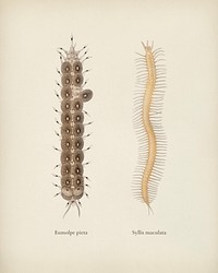 Different types of marine life illustrated by Charles Dessalines D' Orbigny (1806-1876). Digitally enhanced from our own 1892 edition of Dictionnaire Universel D'histoire Naturelle.