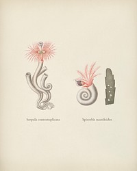 Different types of marine life illustrated by <a href="https://www.rawpixel.com/search/Charles%20Dessalines%20D%27%20Orbigny?&amp;page=1">Charles Dessalines D&#39; Orbigny</a> (1806-1876) . Digitally enhanced from our own 1892 edition of Dictionnaire Universel D&#39;histoire Naturelle.