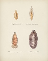 Different types of marine life illustrated by <a href="https://www.rawpixel.com/search/Charles%20Dessalines%20D%27%20Orbigny?&amp;page=1">Charles Dessalines D&#39; Orbigny</a> (1806-1876). Digitally enhanced from our own 1892 edition of Dictionnaire Universel D&#39;histoire Naturelle.