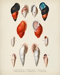 Different types of mollusks illustrated by Charles Dessalines D' Orbigny (1806-1876). Digitally enhanced from our own 1892 edition of Dictionnaire Universel D'histoire Naturelle.