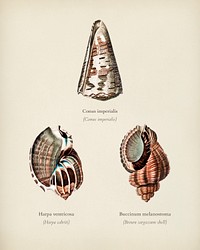 Different types of mollusks illustrated by Charles Dessalines D' Orbigny (1806-1876). Digitally enhanced from our own 1892 edition of Dictionnaire Universel D'histoire Naturelle.