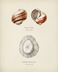 Moon snail (Natica canrena) and Umbrella slug (Umbrella mediterranea) illustrated by <a href="https://www.rawpixel.com/search/Charles%20Dessalines%20D%27%20Orbigny?&amp;page=1">Charles Dessalines D&#39; Orbigny </a>(1806-1876). Digitally enhanced from our own 1892 edition of Dictionnaire Universel D&#39;histoire Naturelle.