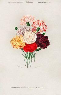 Carnation (Dianthus caryophyllus) illustrated by <a href="https://www.rawpixel.com/search/Charles%20Dessalines%20D%27%20Orbigny?sort=curated&amp;page=1">Charles Dessalines D&#39; Orbigny</a> (1806-1876). Digitally enhanced from our own 1892 edition of Dictionnaire Universel D&#39;histoire Naturelle.
