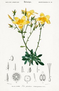 Yellow flax (Linum glandulosum) illustrated by <a href="https://www.rawpixel.com/search/Charles%20Dessalines%20D%27%20Orbigny?sort=curated&amp;page=1">Charles Dessalines D&#39; Orbigny</a> (1806-1876). Digitally enhanced from our own 1892 edition of Dictionnaire Universel D&#39;histoire Naturelle.