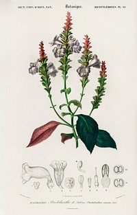 Strobilanthes sabiniana illustrated by <a href="https://www.rawpixel.com/search/Charles%20Dessalines%20D%27%20Orbigny?sort=curated&amp;page=1">Charles Dessalines D&#39; Orbigny</a> (1806-1876). Digitally enhanced from our own 1892 edition of Dictionnaire Universel D&#39;histoire Naturelle.