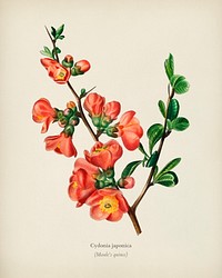 Maule&#39;s quince (Cydonia japonica) illustrated by <a href="https://www.rawpixel.com/search/Charles%20Dessalines%20D%27%20Orbigny?&amp;page=1">Charles Dessalines D&#39; Orbigny</a> (1806-1876). Digitally enhanced from our own 1892 edition of Dictionnaire Universel D&#39;histoire Naturelle.