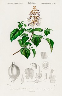 Empress tree (Paulownia imperialis) illustrated by <a href="https://www.rawpixel.com/search/Charles%20Dessalines%20D%27%20Orbigny?sort=curated&amp;page=1">Charles Dessalines D&#39; Orbigny</a> (1806-1876). Digitally enhanced from our own 1892 edition of Dictionnaire Universel D&#39;histoire Naturelle.