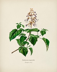 Empress tree (Paulownia imperialis) illustrated by <a href="https://www.rawpixel.com/search/Charles%20Dessalines%20D%27%20Orbigny?&amp;page=1">Charles Dessalines D&#39; Orbigny</a> (1806-1876). Digitally enhanced from our own 1892 edition of Dictionnaire Universel D&#39;histoire Naturelle.