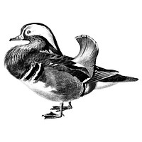 Vintage illustrations of Mandarin duck