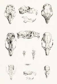 Knaagdierschedels (c.1890) print in high resolution by Theo van Hoytema. Original from The Rijksmuseum. Digitally enhanced by rawpixel.