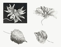 Flowers and Leaves (1878&ndash;1917) print in high resolution by Theo van Hoytema. Original from The Rijksmuseum. Digitally enhanced by rawpixel.