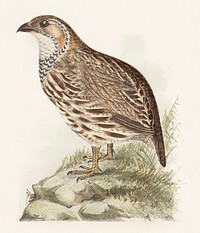 Patrijs (francolinus jugularis) (1878&ndash;1889) print in high resolution by <a href="https://www.rawpixel.com/search/Theo%20van%20Hoytema?sort=curated&amp;page=1">Theo van Hoytema</a>. Original from The Rijksmuseum. Digitally enhanced by rawpixel.