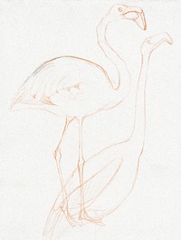 Twee studies van een flamingo (1873&ndash;1917) print in high resolution by <a href="https://www.rawpixel.com/search/Theo%20van%20Hoytema?sort=curated&amp;page=1">Theo van Hoytema</a>. Original from The Rijksmuseum. Digitally enhanced by rawpixel.