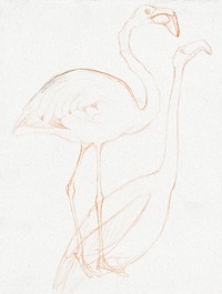 Twee studies van een flamingo (1873–1917) print in high resolution by Theo van Hoytema. Original from The Rijksmuseum. Digitally enhanced by rawpixel.