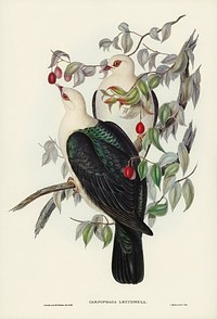 White-headed Fruit Pigeon (Carpophaga leucomela) illustrated by Elizabeth Gould (1804&ndash;1841) for John Gould&rsquo;s (1804-1881) Birds of Australia (1972 Edition, 8 volumes). Digitally enhanced from our own facsimile book (1972 Edition, 8 volumes).