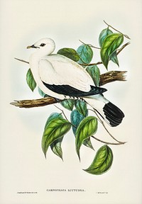 Torres Strait Fruit Pigeon (Carpophaga luctuosa) illustrated by <a href="https://www.rawpixel.com/search/Elizabeth%20Gould?&amp;page=1">Elizabeth Gould</a> (1804&ndash;1841) for <a href="https://www.rawpixel.com/search/John%20Gould?">John Gould</a>&rsquo;s (1804-1881) Birds of Australia (1972 Edition, 8 volumes). Digitally enhanced from our own facsimile book (1972 Edition, 8 volumes).